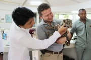 Una ejemplar de Panthera onca que fue decomisado en Cumaribo, Vichada, fue enviado al zoológico de Cali, para un mejor cuidado y protección.